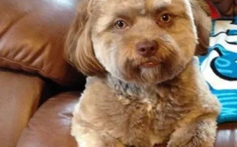 小狗网红,萌宠界的明星风采